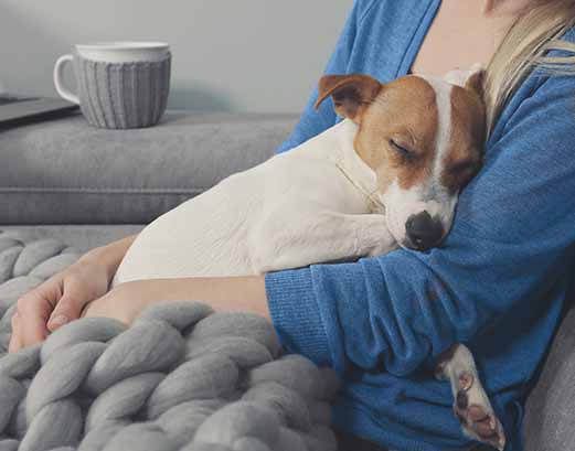 Recovery after pet surgery: Surgipet Tips