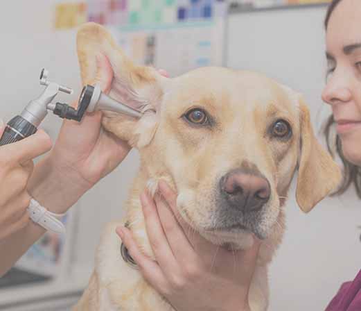 Veterinary Surgery in San Diego County: SurgiPet: Expert Pet Ear Surgery