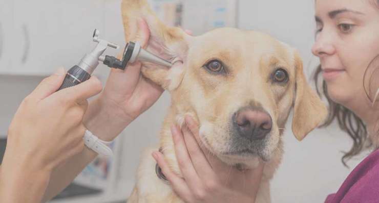 Ear disease & TECA in dogs